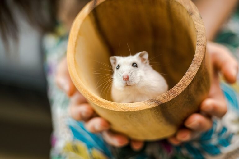 Hamster Age Calculator: Easily Determine Your Pet’s Age